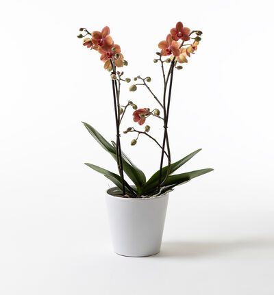 Gyllen orkidé i hvit potte